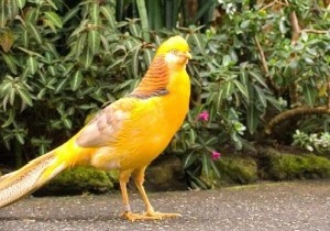 Chim Trĩ vàng bảy màu