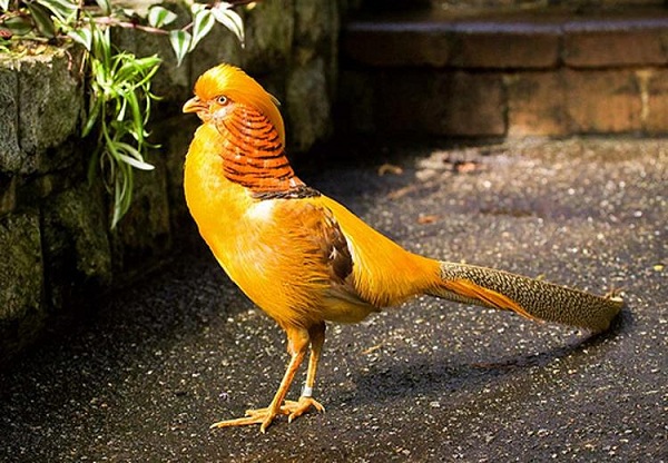 Giới nhà giàu săn lùng chim trĩ 7 màu quý hiếm để chơi Tết | Tin tức  Vietnamnet - YouTube