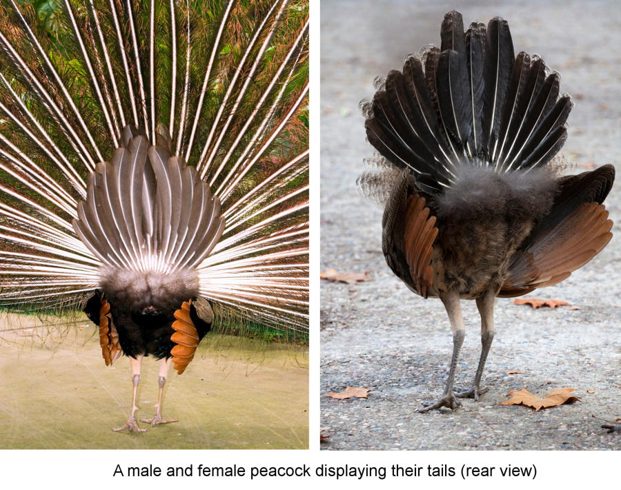 Chim công trong vườn thú bị du khách Trung Quốc 'sàm sỡ', bứt trụi lông đuôi