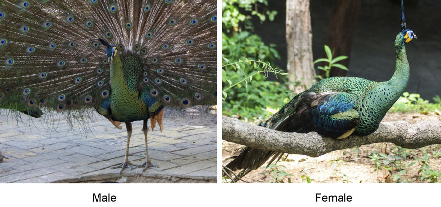 Nền Chim Công Với Chim Non Lông Chim Xem động Vật Hình Chụp Và Hình ảnh Để  Tải Về Miễn Phí - Pngtree