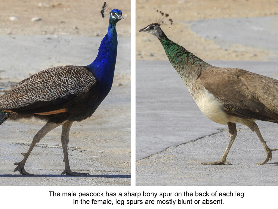 Chim công - Chim đực và chim mái có gì khác nhau?