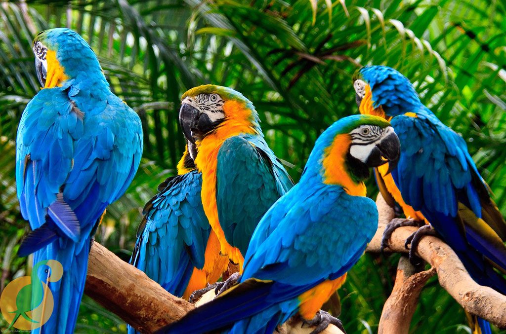 Vẹt Macaw