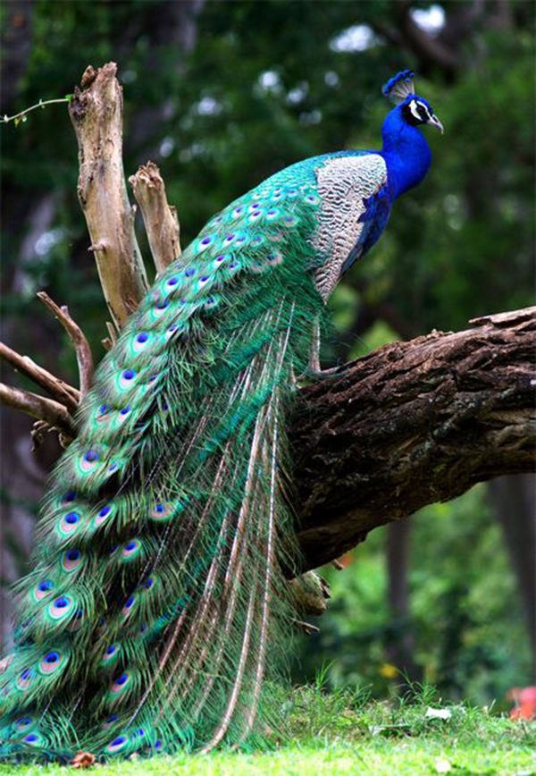 Chim Công-Trang Trại Vườn Chim Việt