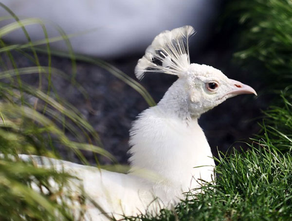 Chim công trắng: 5 bức ảnh và lý do tại sao chúng rất hiếm ⋆ Cá cảnh mini