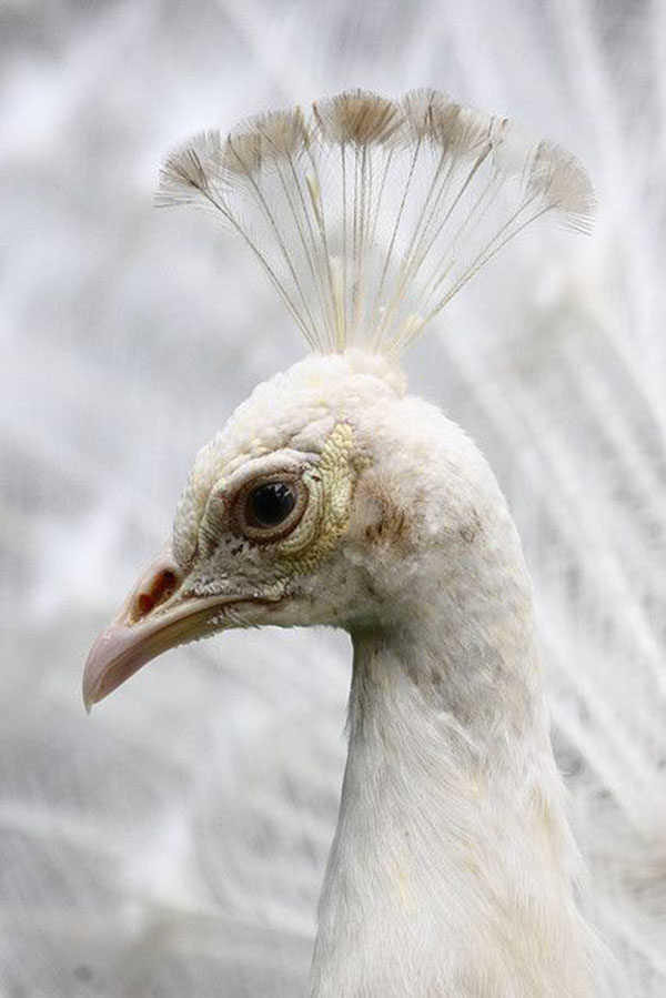 Chim công ngũ sắc - Bộ lông đột biến giá hàng chục triệu đồng