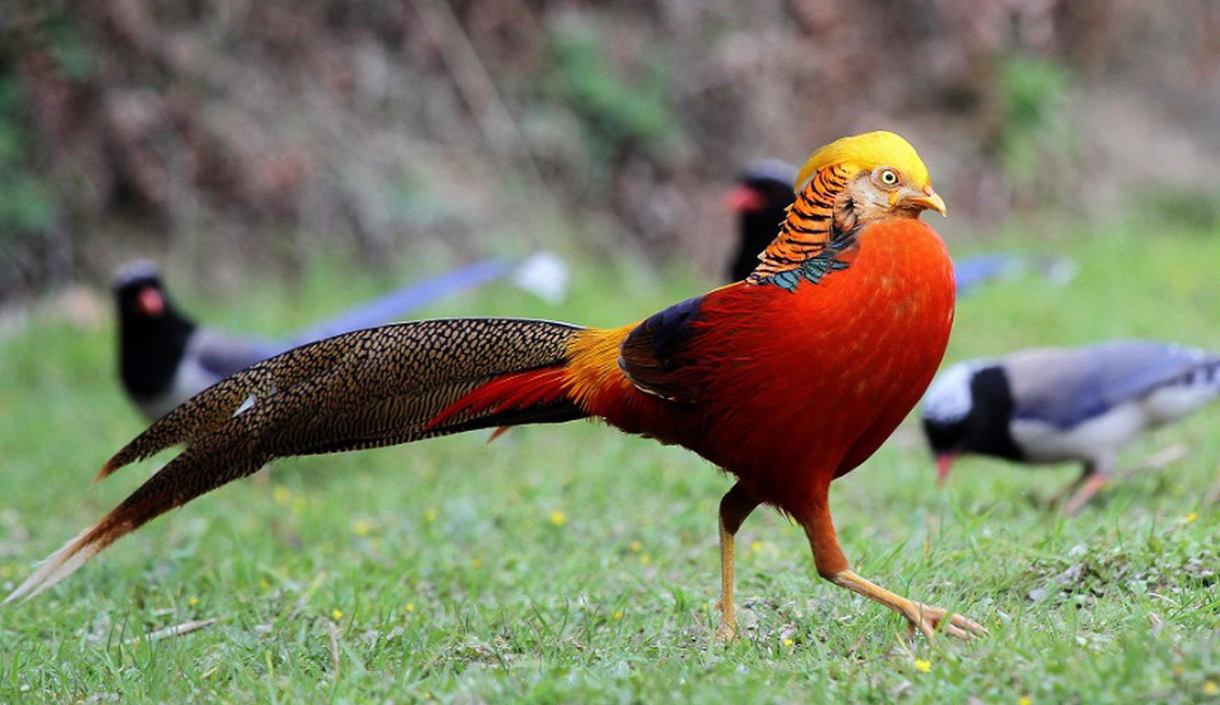 Chim trĩ 7 màu - quà Tết độc lạ vừa xuất hiện ở Hà Tĩnh