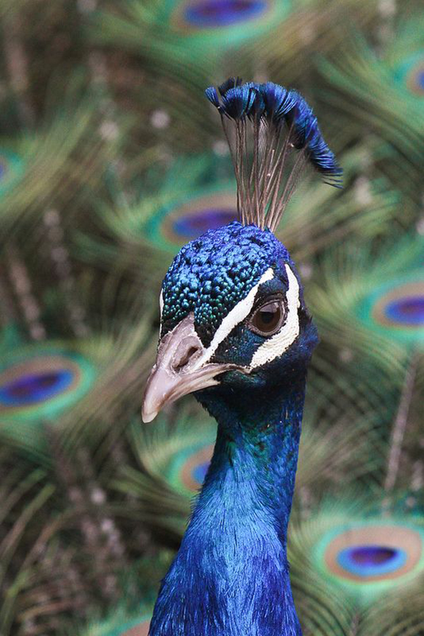 10 loài chim đẹp nhất thế giới - 2sao