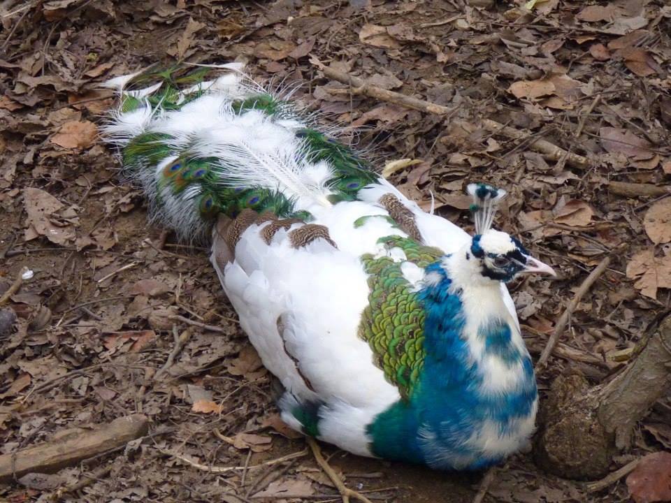 Chim công ngũ sắc xanh FA175 | Thế Giới Phong Thủy - Bán Sỉ Đồ Phong Thủy  Cao Cấp Trên Toàn Quốc