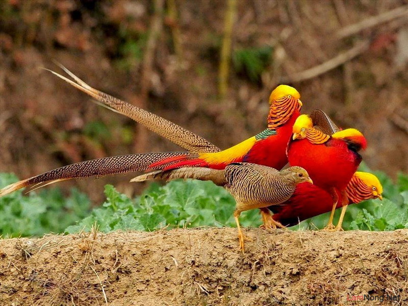 Cách chọn thức ăn cho chim trĩ-Trang Trại Vườn Chim Việt