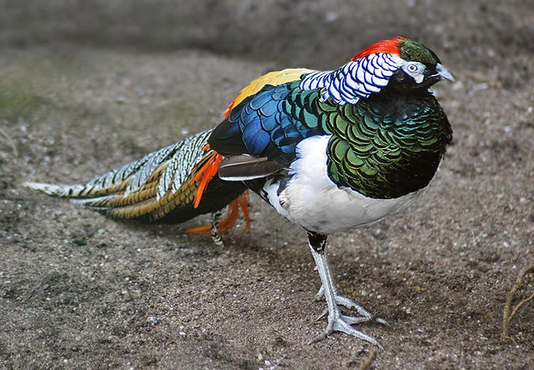 Giới thiệu chim trĩ xanh F2 - Chim Trĩ Nghệ An