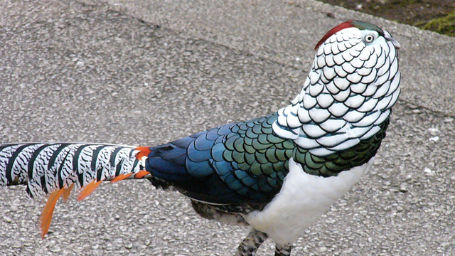 Nuôi chim trĩ xanh, đỏ, trắng, lãi mỗi năm trên 400 triệu đồng | Cổng TTĐT  Tài năng trẻ Quốc gia